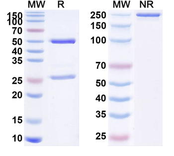 FOLH1/PSMA Human Monoclonal Antibody