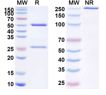 PRLR Human Monoclonal Antibody