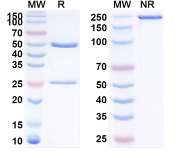 CD274/PD-L1/B7-H1 Human Monoclonal Antibody