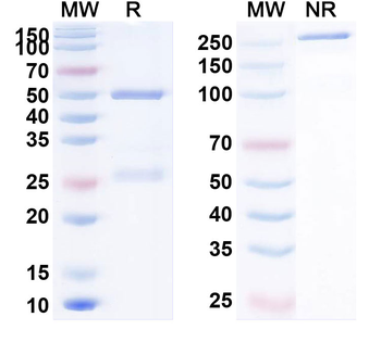 CD274/PD-L1/B7-H1 Human Monoclonal Antibody