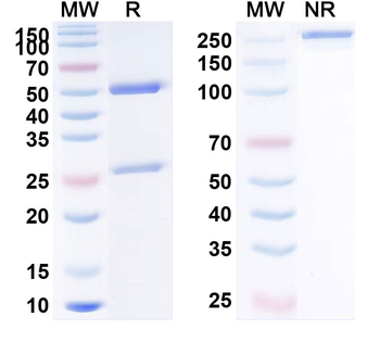CD274/PD-L1/B7-H1 Human Monoclonal Antibody