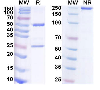 CD274/PD-L1/B7-H1 Human Monoclonal Antibody