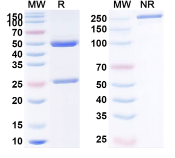 CD274/PD-L1/B7-H1 Human Monoclonal Antibody