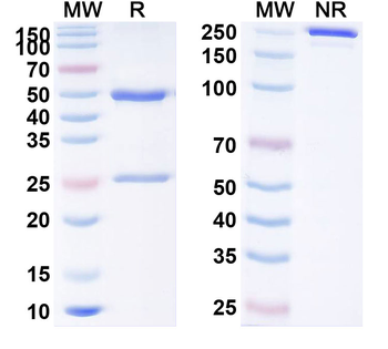 CD279/PDCD1/PD1 Human Monoclonal Antibody