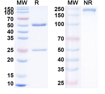 CD279/PDCD1/PD1 Human Monoclonal Antibody