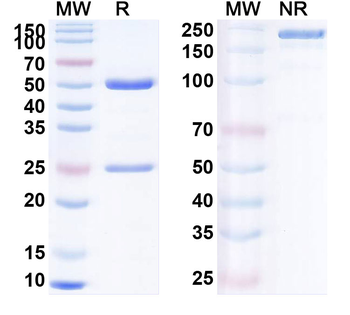 CD279/PDCD1/PD1 Human Monoclonal Antibody