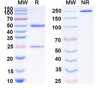 CD279/PDCD1/PD1 Human Monoclonal Antibody
