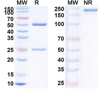 CD279/PDCD1/PD1 Human Monoclonal Antibody