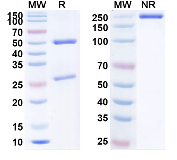 CD279/PDCD1/PD1 Human Monoclonal Antibody