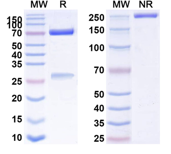 CD134/TNFRSF4/OX40 Human Monoclonal Antibody