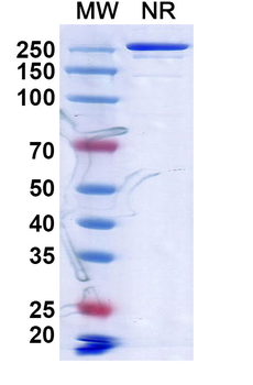CD134/TNFRSF4/OX40 Human Monoclonal Antibody