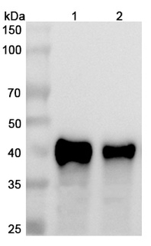 CD134/TNFRSF4/OX40 Human Monoclonal Antibody
