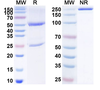 CD134/TNFRSF4/OX40 Human Monoclonal Antibody