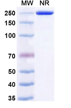 CD134/TNFRSF4/OX40 Human Monoclonal Antibody