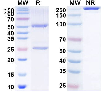 CD134/TNFRSF4/OX40 Human Monoclonal Antibody