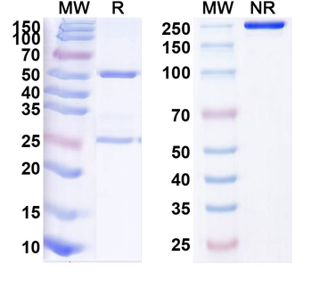 CD134/TNFRSF4/OX40 Human Monoclonal Antibody