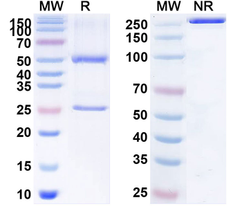 CD304/NRP1 Human Monoclonal Antibody