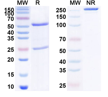 NGF/Beta-NGF Human Monoclonal Antibody