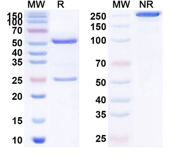 NGF/Beta-NGF Human Monoclonal Antibody