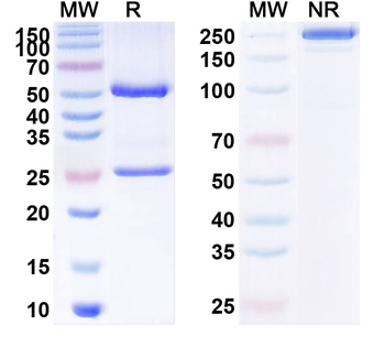 CD279/PDCD1/PD1 Human Monoclonal Antibody