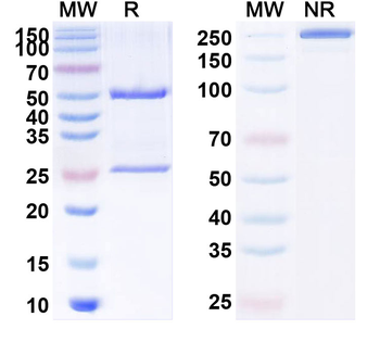 CD227/MUC1 Human Monoclonal Antibody