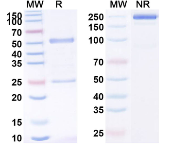 CD227/MUC1 Human Monoclonal Antibody