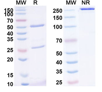 MSLN/Mesothelin Human Monoclonal Antibody