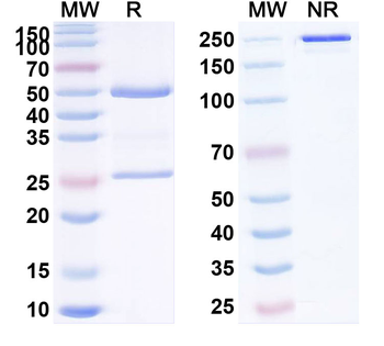 CD85k/LILRB4/ILT3 Human Monoclonal Antibody