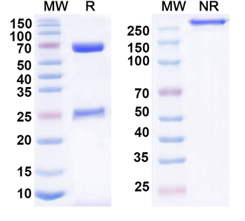 CD85k/LILRB4/ILT3 Human Monoclonal Antibody