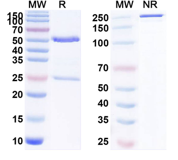CD223/LAG3 Human Monoclonal Antibody