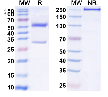 CD220/INSR Human Monoclonal Antibody