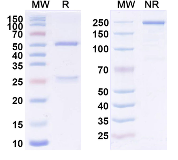 CD123/IL3RA Human Monoclonal Antibody