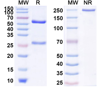 CD217/IL17RA Human Monoclonal Antibody