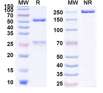 IL17A Human Monoclonal Antibody