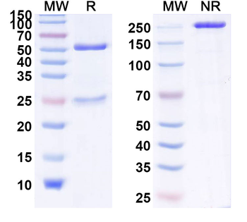 IL17A Human Monoclonal Antibody