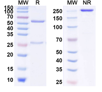 IL13 Human Monoclonal Antibody