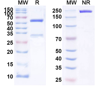 IgE/IGHE Human Monoclonal Antibody