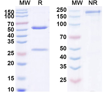 IgE/IGHE Human Monoclonal Antibody