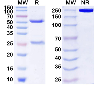 CD278/ICOS Human Monoclonal Antibody