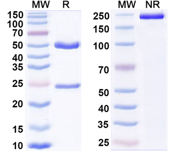 HLA-A2 Human Monoclonal Antibody