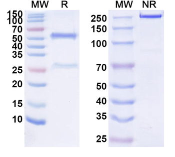 HGF Human Monoclonal Antibody