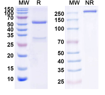 HGF Human Monoclonal Antibody
