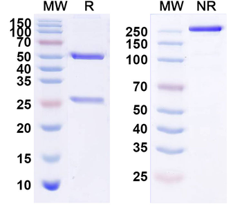 CD340/ERBB2/HER2/NEU Human Monoclonal Antibody