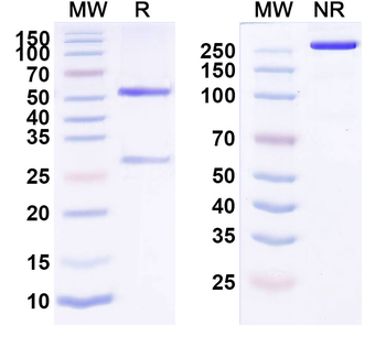 CD340/ERBB2/HER2/NEU Human Monoclonal Antibody