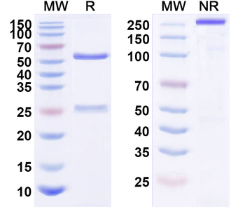 CD340/ERBB2/HER2/NEU Human Monoclonal Antibody