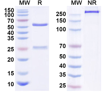 CD340/ERBB2/HER2/NEU Human Monoclonal Antibody