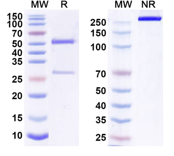 CD340/ERBB2/HER2/NEU Human Monoclonal Antibody