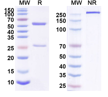 CD340/ERBB2/HER2/NEU Human Monoclonal Antibody