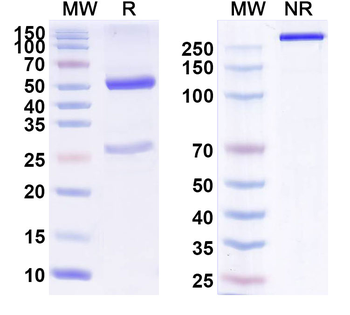 CD340/ERBB2/HER2/NEU Human Monoclonal Antibody