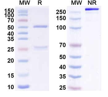 CD340/ERBB2/HER2/NEU Human Monoclonal Antibody